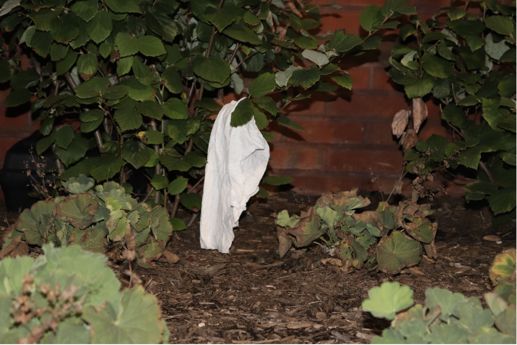 Taken at night, this photo consists of a single white tissue paper being the main character as it hangs from the branch 
                        of the furthest leaf and greenest bush. 